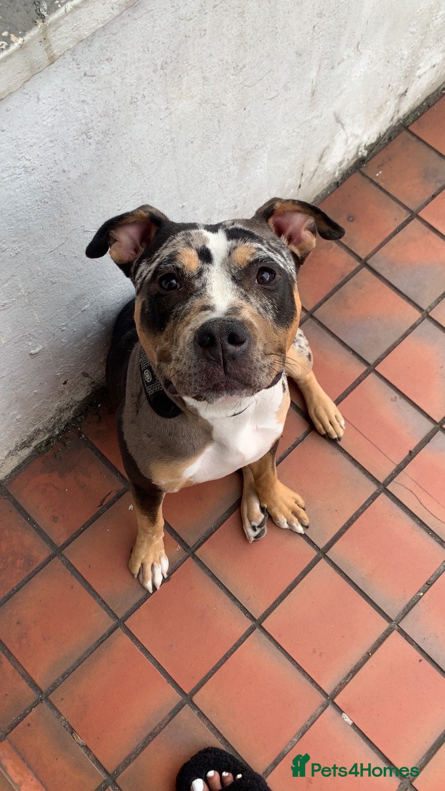 Mixed Breed dogs Harley 1 Years old  - Advert 1