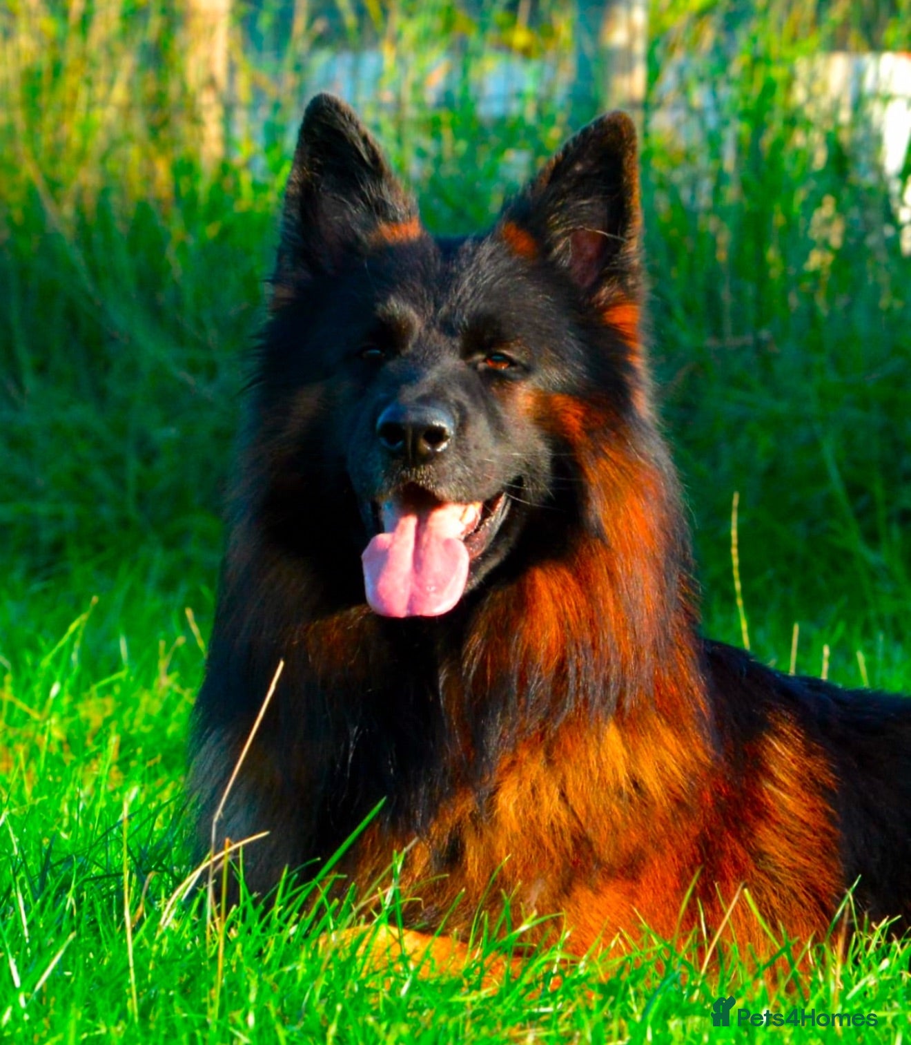 German Shepherd dogs Enzo  - Advert 1