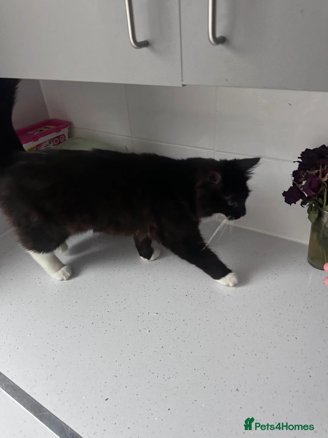 Domestic Shorthair cats for sale: Male cat! - Advert 3