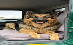 German Shepherd dogs for sale: Pure breed German Shepherd puppies  - Image 8