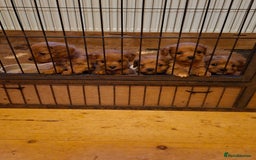 Cavapoo dogs for sale: Adorable F1 Cavapoo puppies  - Advert 15