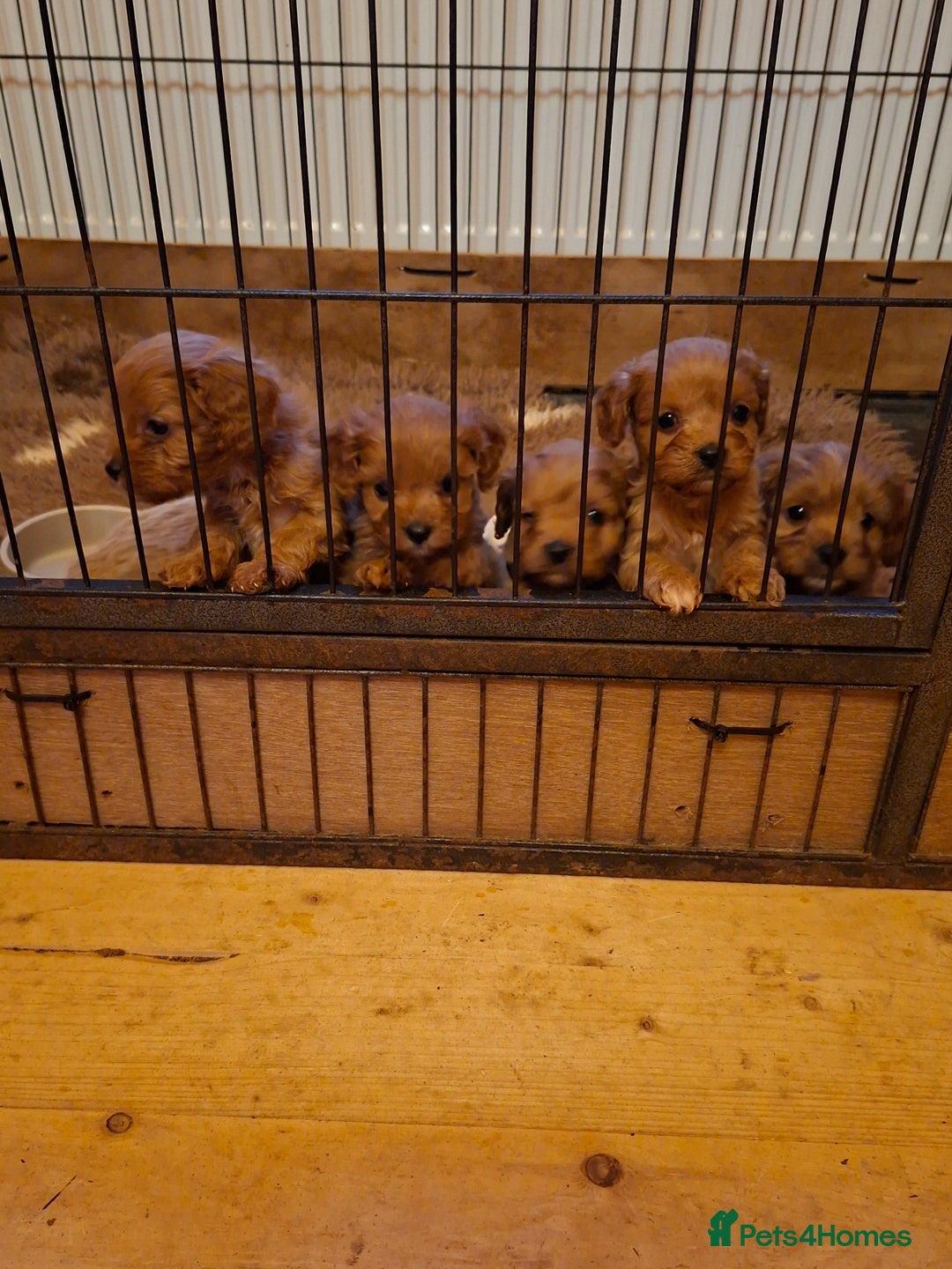Cavapoo dogs for sale: Adorable F1 Cavapoo puppies  - Advert 15