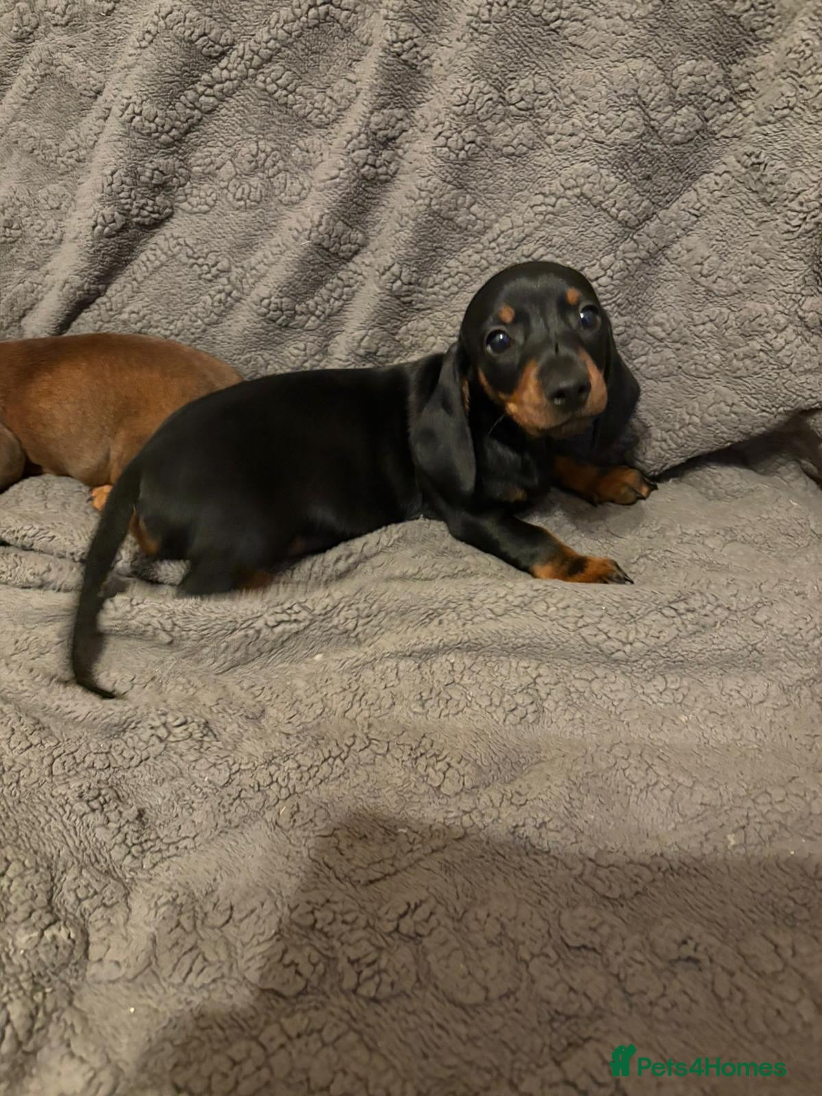 Dachshund dogs Miniature/standard dachshund puppies - Advert 11