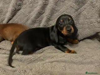 Dachshund dogs Miniature/standard dachshund puppies - Advert 11