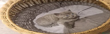 British Shorthair 1