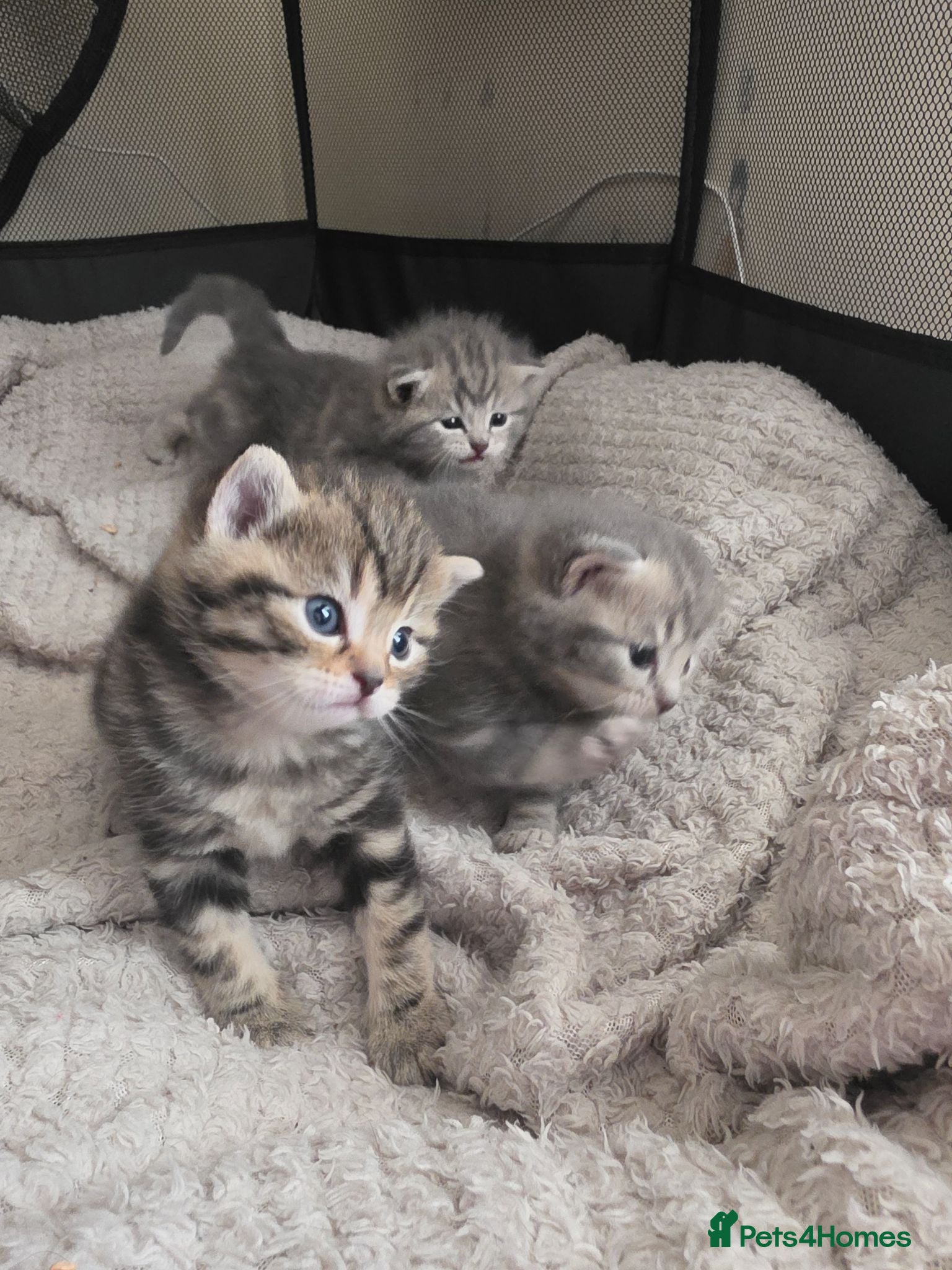 Mixed Breed cats Tabby kittens - Advert 1
