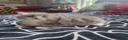 Ragdoll cats for sale: Ragdoll - Advert 10