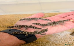 Gecko reptiles for sale: CB25 Viper Geckos for sale  - Image 2