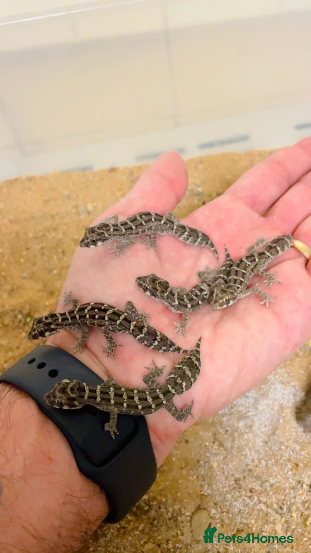 Gecko reptiles for sale: CB25 Viper Geckos for sale  - Advert 3