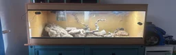 Bearded Dragon reptiles for sale: Bearded dragon and enclosure for sale in Bridgwater - Advert 2