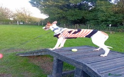 Mixed Breed dogs for sale: Mini whippet  - Advert 2