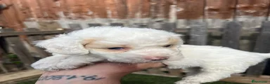 Cockapoo 1