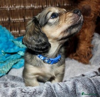 Miniature Dachshund dogs KC registered miniature dachshunds - Advert 1