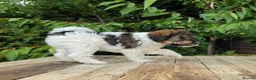 Standard Poodle dogs for sale: Parti Colour Fox Terrier x Standard Poodle Pups - Advert 24