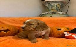 Cocker Spaniel dogs for sale: Cocker spaniels  - Image 18