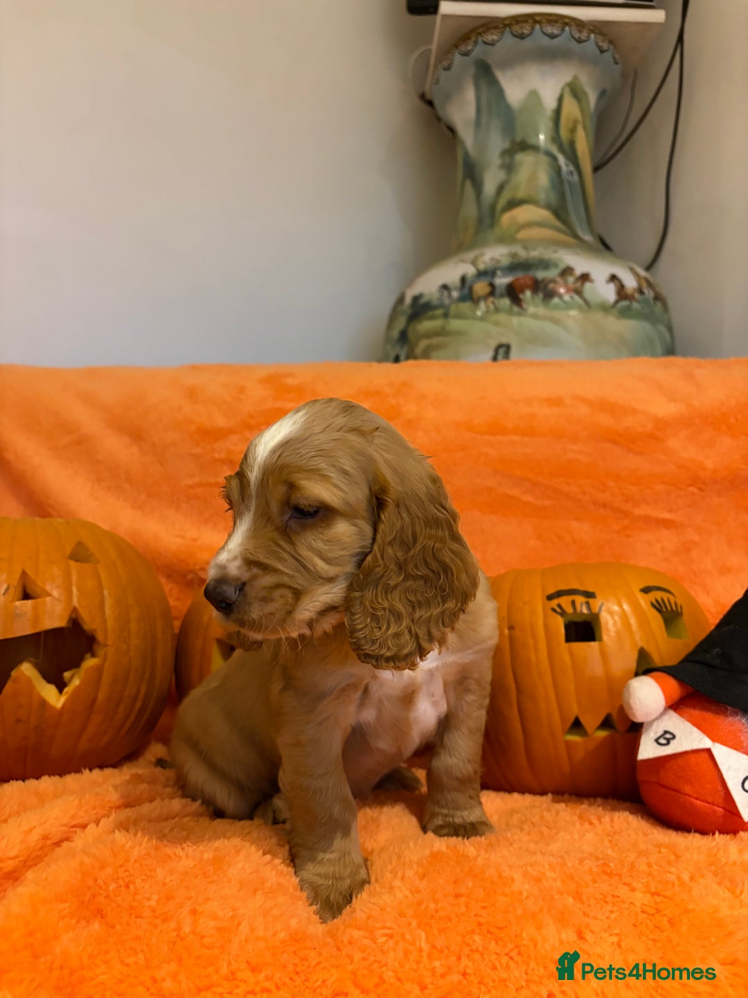 Cocker Spaniel dogs for sale: Cocker spaniels  - Image 18