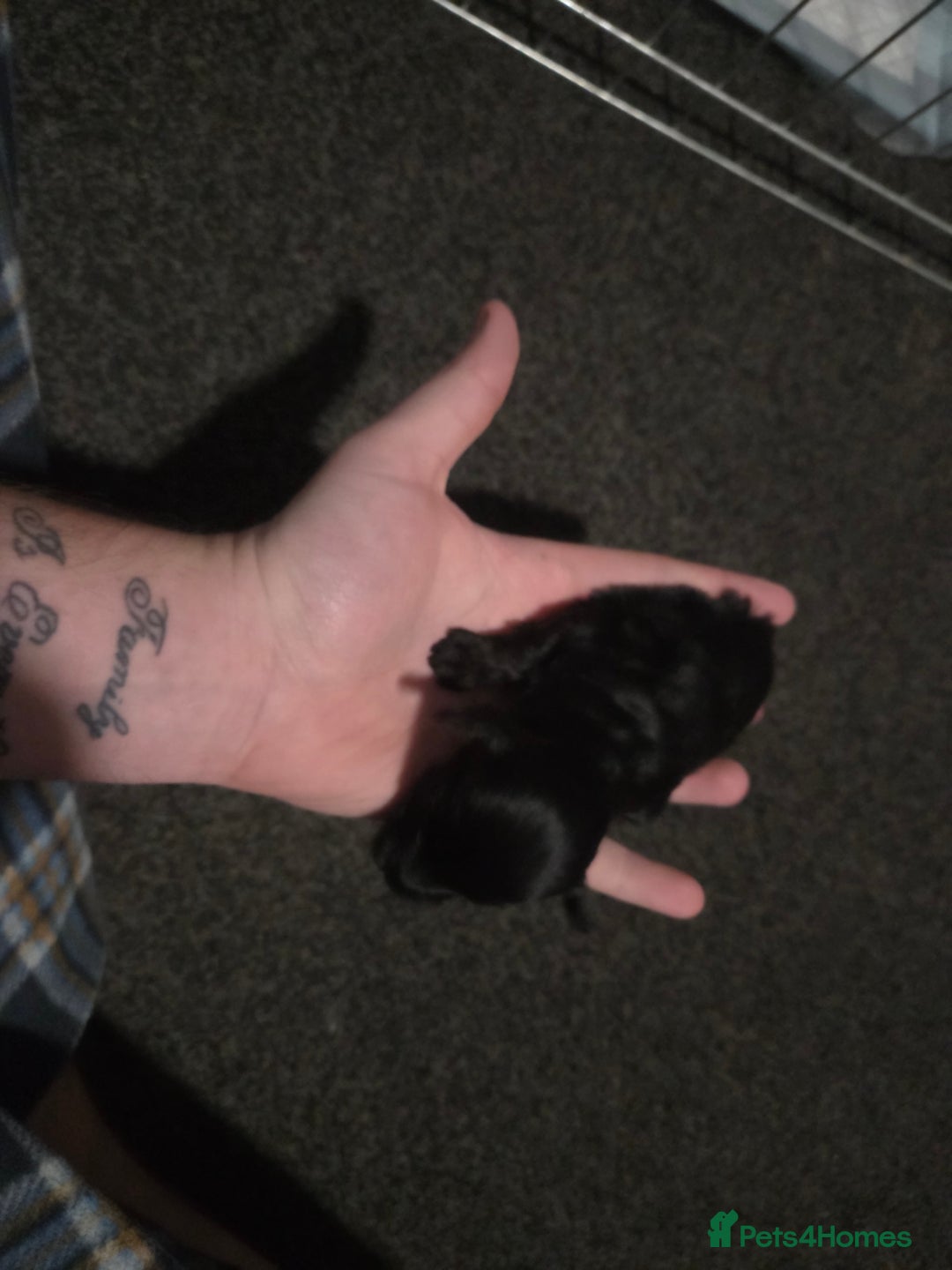 Cockapoo dogs for sale: Puppy cockapoos  - Advert 7