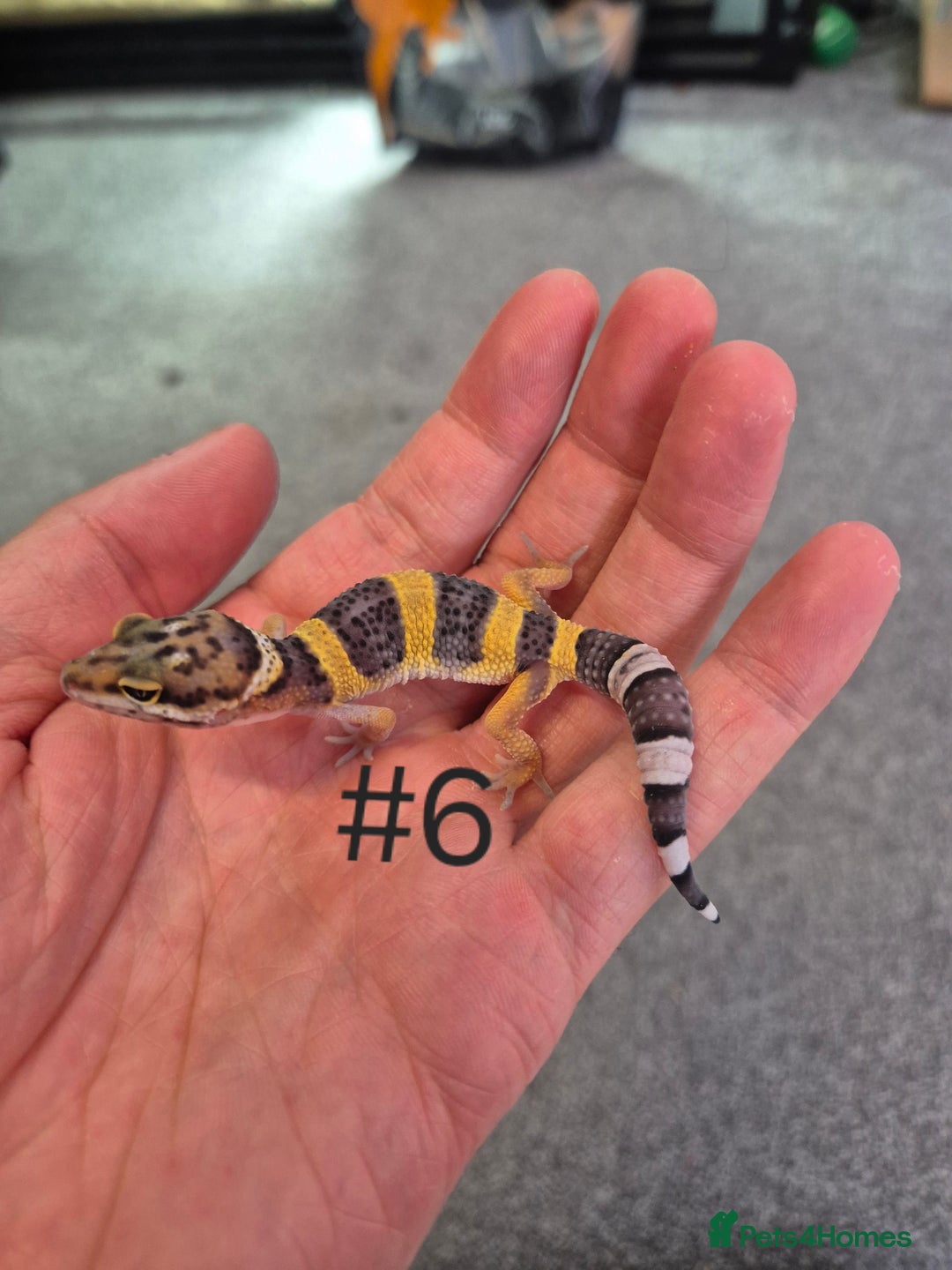 Leopard Gecko reptiles for sale: Juvenile Leopard Geckos  - Image 6