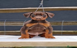 Dobermann dogs for sale: 🐾 Upcoming Dobermann Litter – Due 24th October 🐾 - Image 1