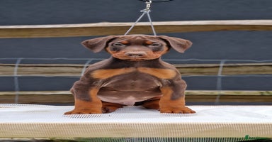 Dobermann dogs - Advert 13