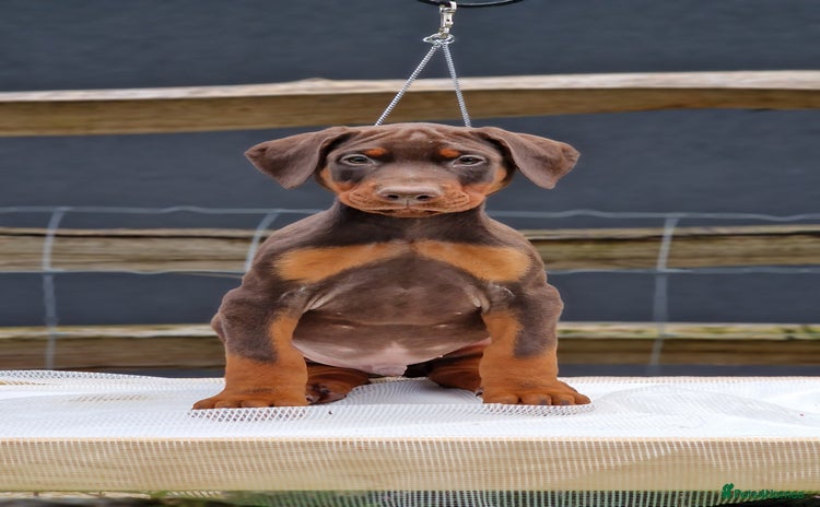 Dobermann dogs - Advert 1