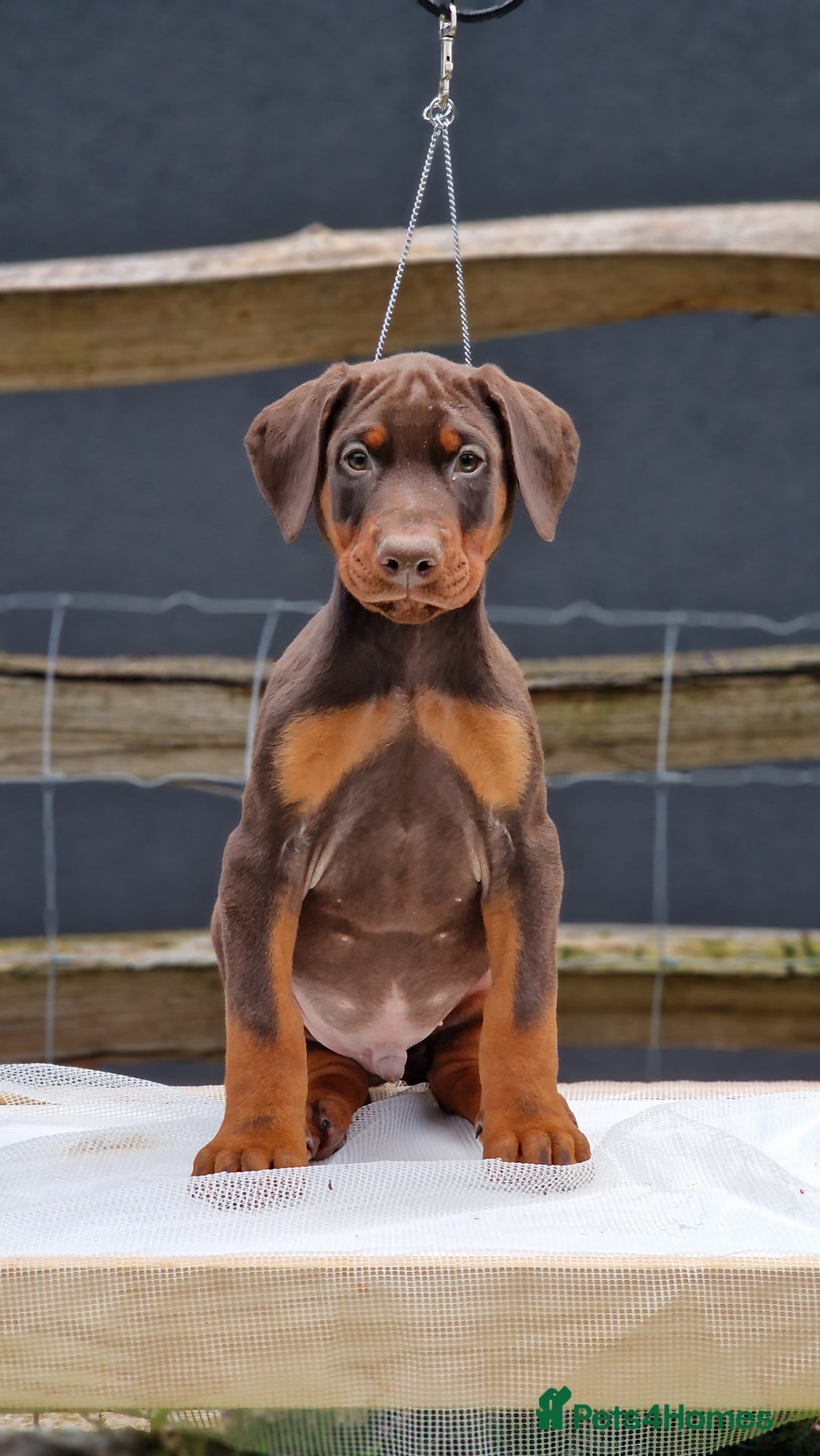 Dobermann dogs for sale: 🐾 Upcoming Dobermann Litter – Due 24th October 🐾 - Image 1