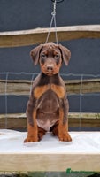 Dobermann dogs - Advert 10