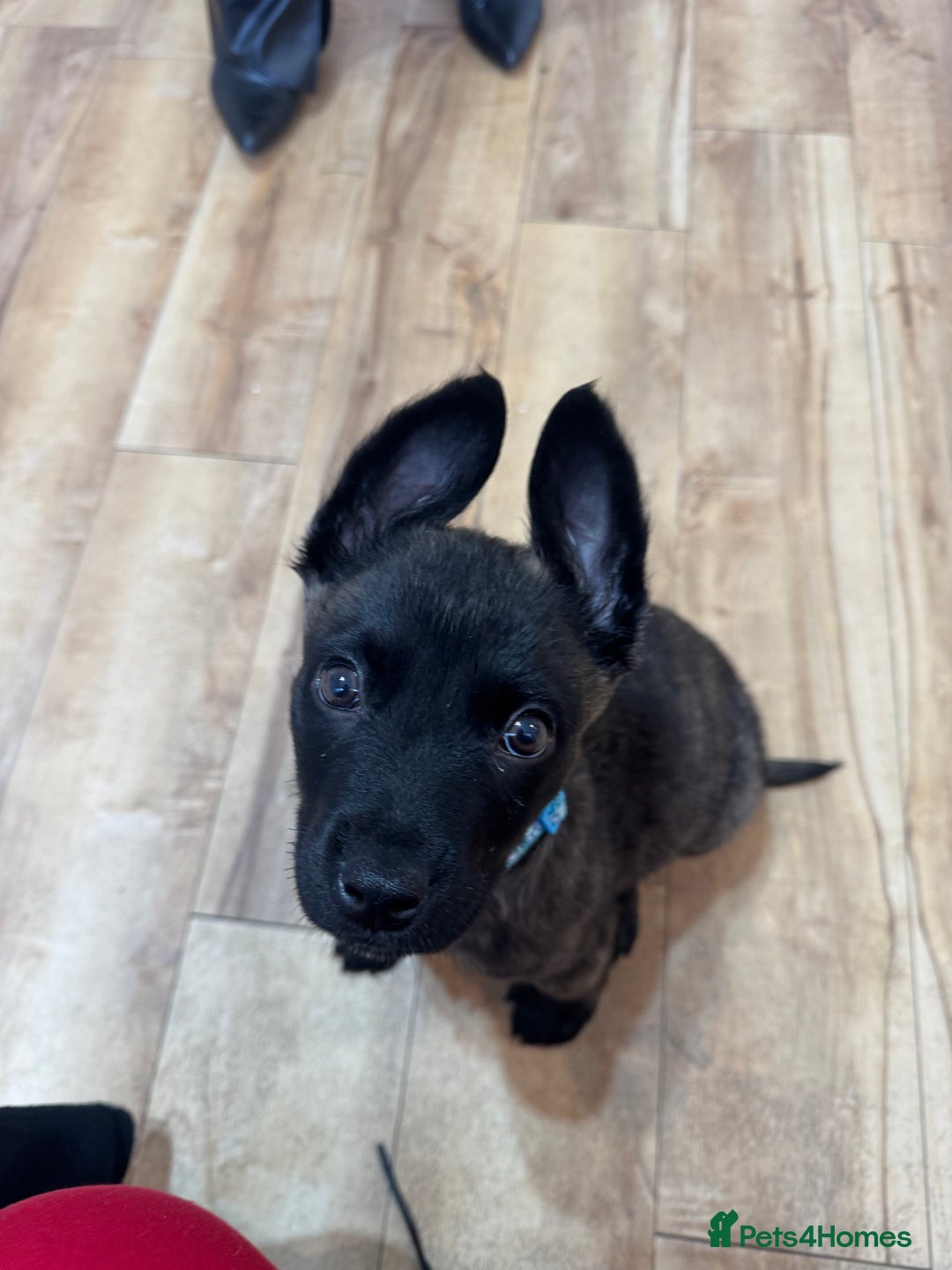 Mixed Breed dogs for sale: Belgium malinos x German shepherd - Advert 2