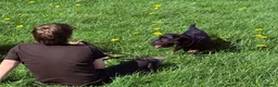 Mixed Breed dogs for adoption: Meet Rouge, currently residing in Cheshire  - Advert 2