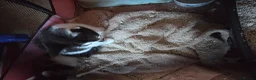 Mixed Breed cats for sale: 3 kittens for sale  - Advert 3