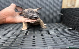 English Bull Terrier dogs for sale: English bull terrier (Working lines) - Image 5