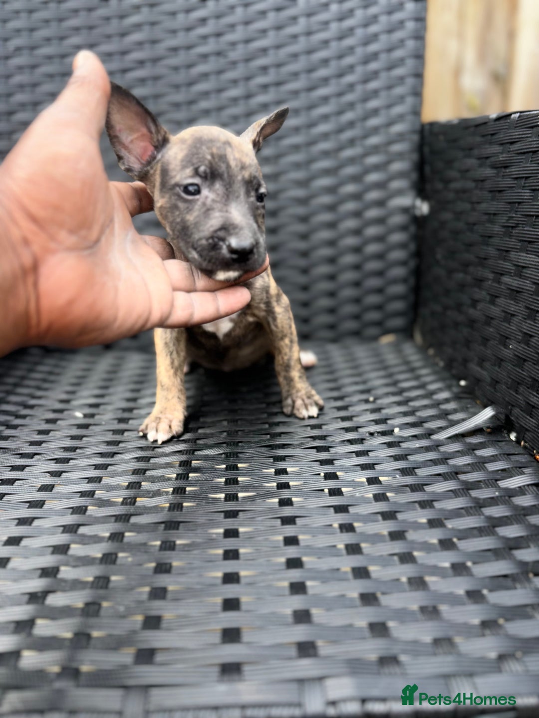English Bull Terrier dogs for sale: English bull terrier (Working lines) - Image 5