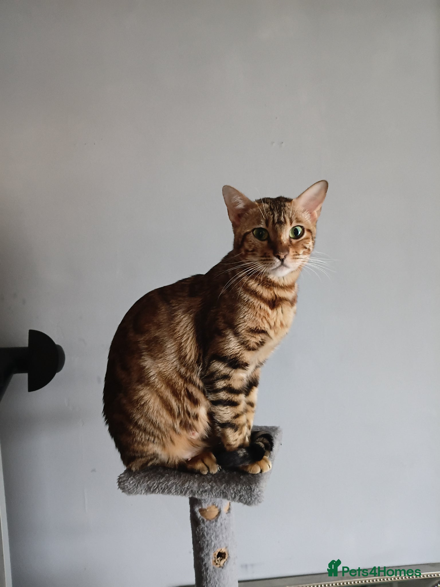 Bengal cats for sale: Bengal kittens - Advert 1