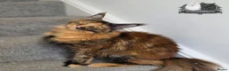 Maine Coon cats for sale: Beautiful TICA Registered Maine Coon Kittens - Advert 6