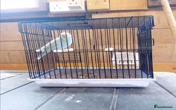 Budgerigars birds for sale: Budgies  - Image 10