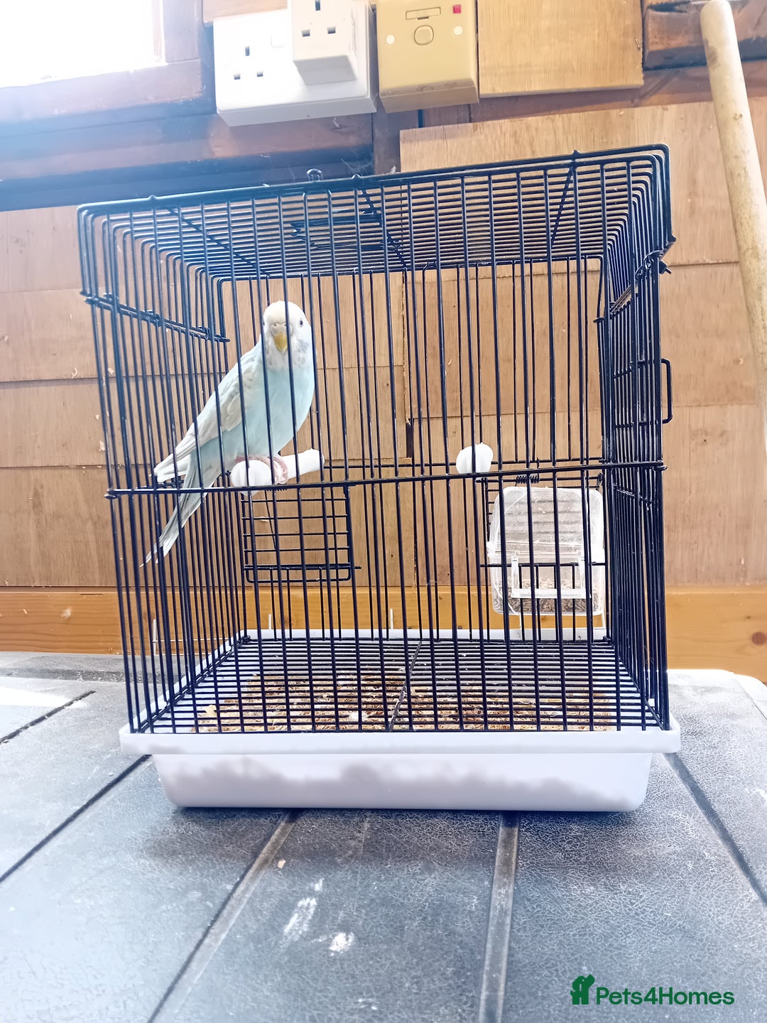 Budgerigars birds for sale: Budgies  - Image 10