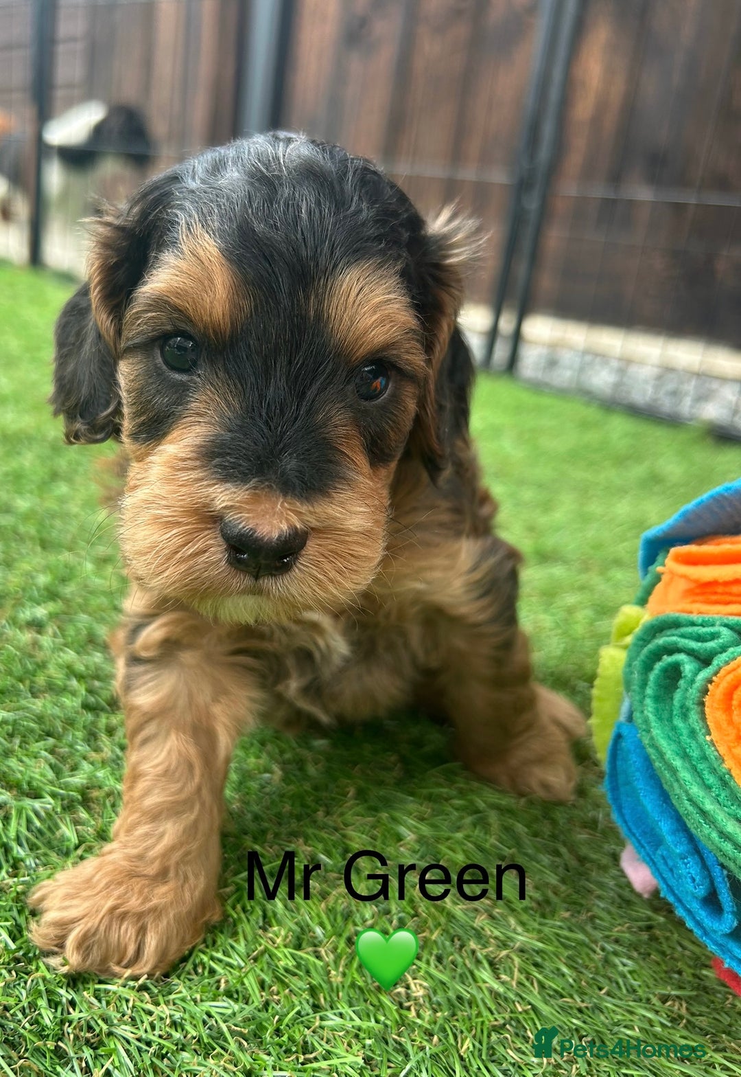 Cockapoo dogs for sale: F1 COCKAPOO PUPPIES 5🌟 LICENSED BREEDER  - Image 3