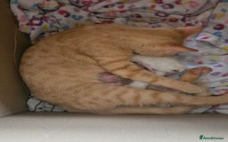 Sphynx cats for sale: Rare red tabby sphynx  - Image 14