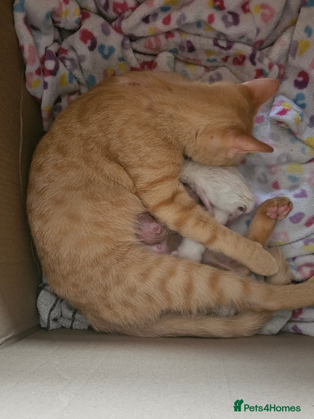 Sphynx cats for sale: Rare red tabby sphynx  - Image 14