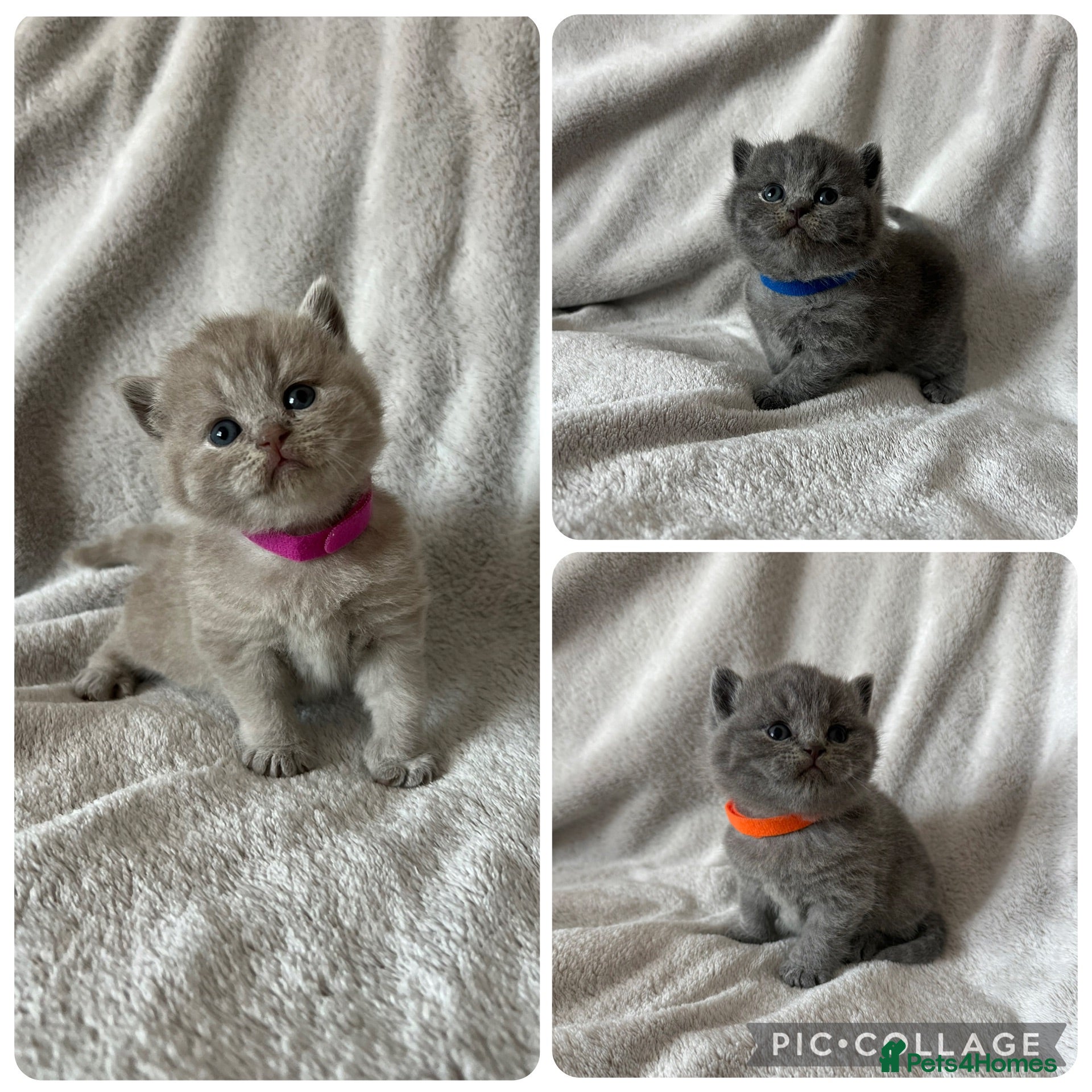 British Shorthair cats 👑 High Quality GCCF registered BSH kittens 👑 - Advert 18