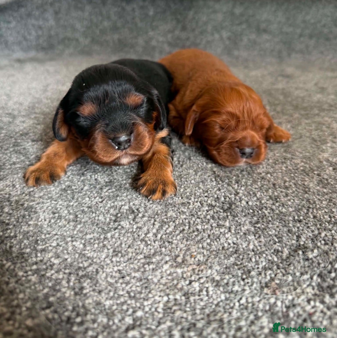 Cavalier King Charles Spaniel dogs Beautiful extensively health tested pure cavaliers - Advert 1