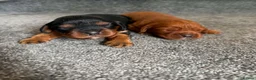 Cavalier King Charles Spaniel dogs for sale: Beautiful extensively health tested pure cavaliers - Advert 1