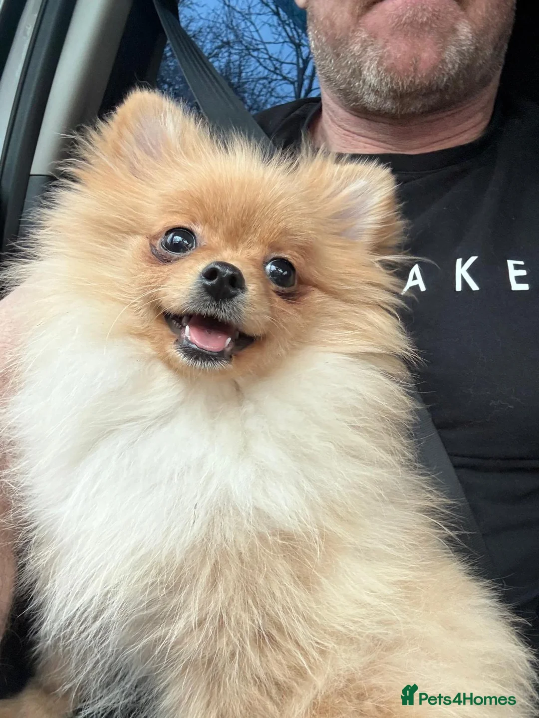 Pomeranian dogs for sale: Dior pom - Advert 1