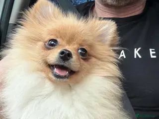 Pomeranian dogs Dior pom - Advert 2