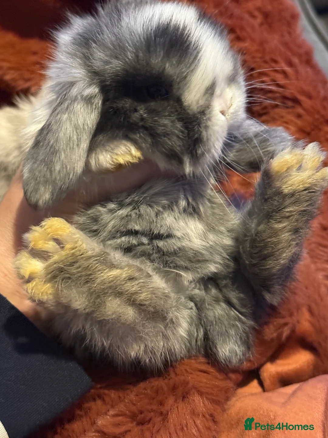 Mini Lop rabbits for sale: Gorgeous Mini Lops  - Advert 22