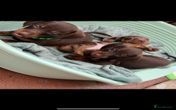 Dachshund dogs for sale: READY TO GO Dachshund Puppies dapple+chocolate - Image 15
