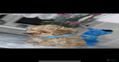 Maltipoo dogs - Advert 7