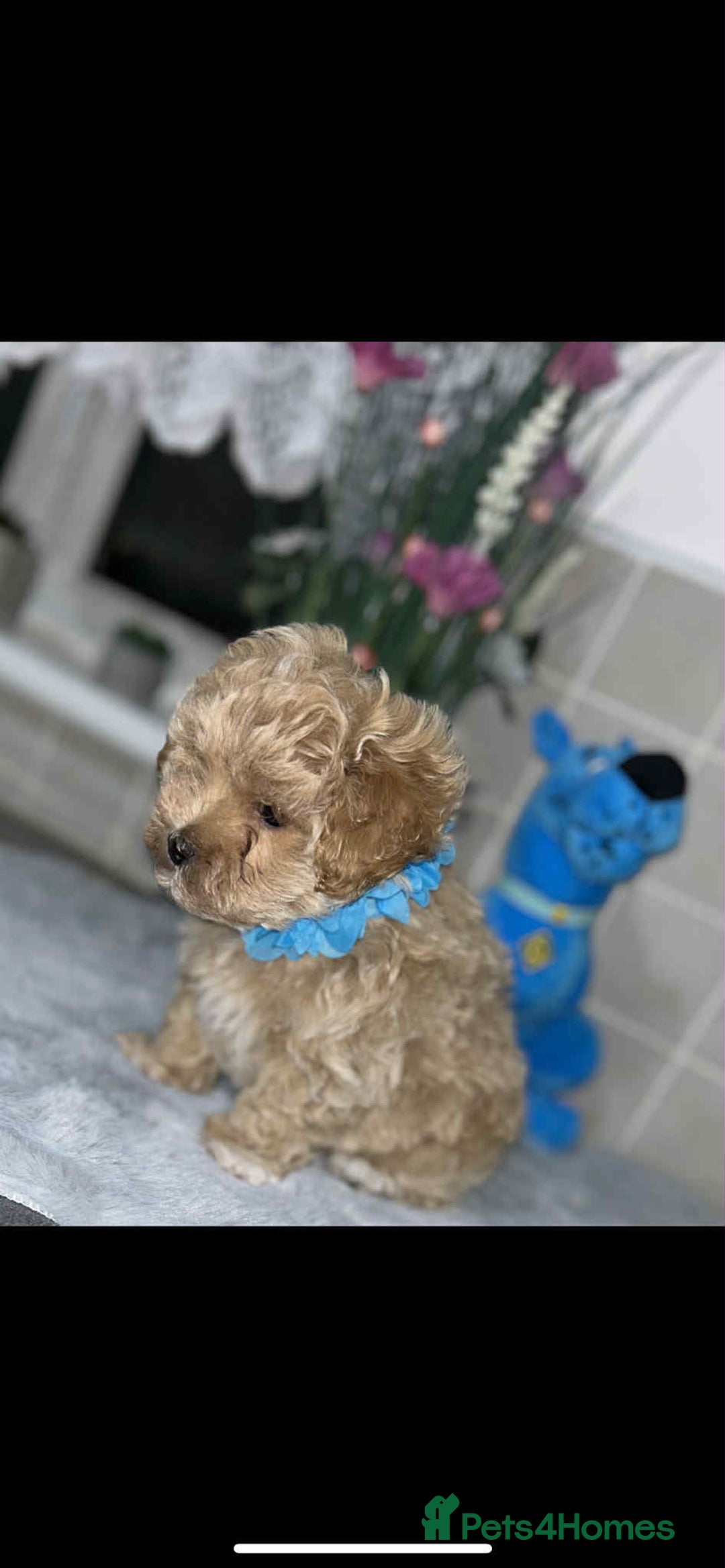 Maltipoo dogs for sale: Maltipoo - Image 3