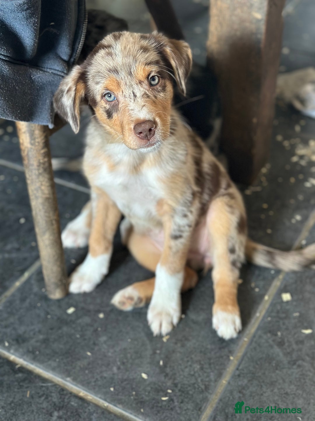 Mixed Breed dogs for sale: Kelpie x Border Collie pups available for new home - Image 10