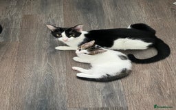 British Shorthair cats for sale: Playful kittens ready for loving homes - Image 4